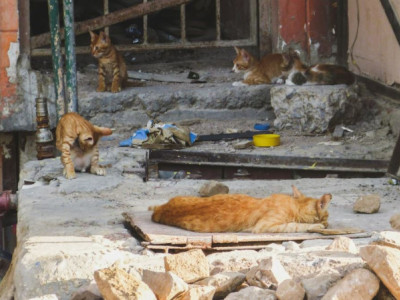 Please support the cause of feeding street cats